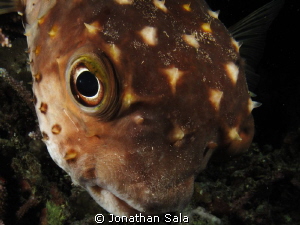 E.T....  
Porcupine Fish in a Night-dive by Jonathan Sala 